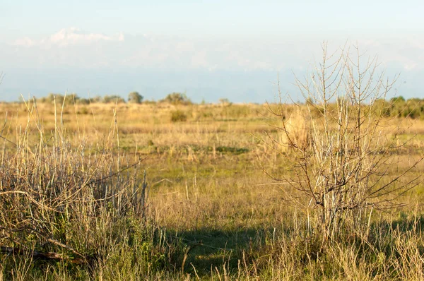 Steppe — Stockfoto