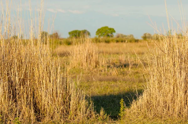 Steppe — Stockfoto