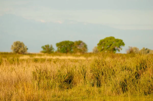 Steppe — Stockfoto