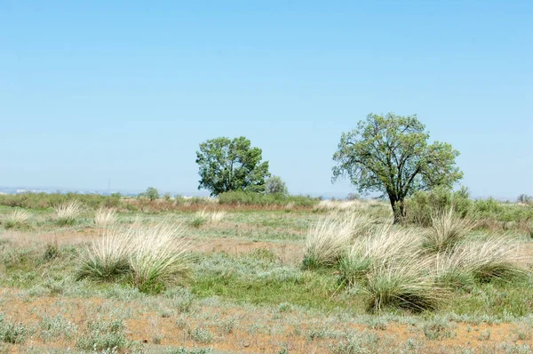 Steppe — Stock fotografie