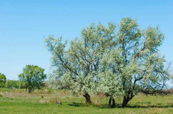 Steppe — Stock Photo, Image