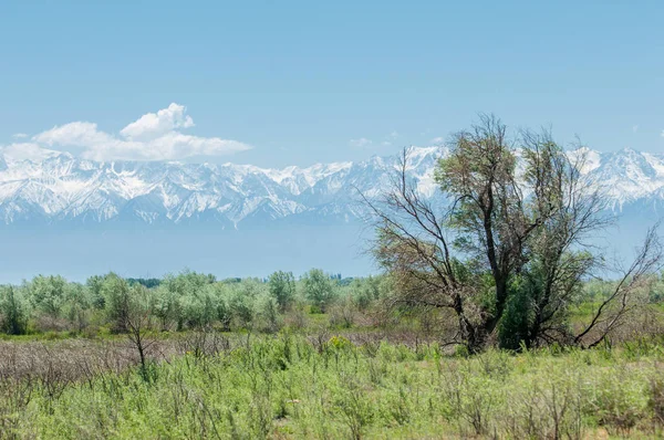 Steppe — Stock Photo, Image