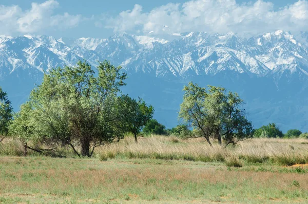 Steppe — Stockfoto