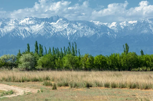 Steppe — Stock Photo, Image