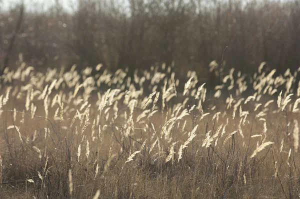 Steppe Kora Tavasszal Természet Utazás — Stock Fotó