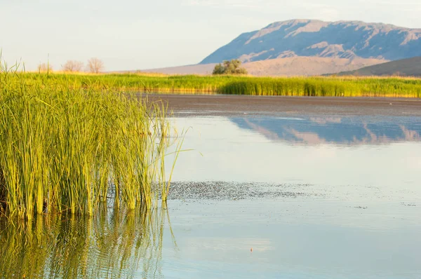 Stepní léto. Akťubinské Uložit. Jezero v poušti — Stock fotografie