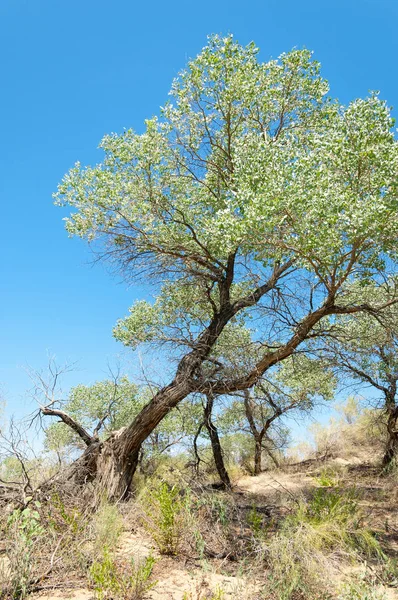 Verão de estepe. Turgai salva. Lago no deserto — Fotografia de Stock