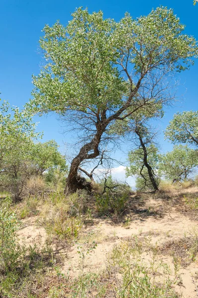 Estepa verano. Turgai salvar. Lago en el desierto — Foto de Stock