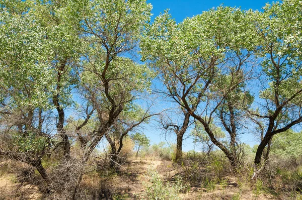 Steppensommer. turgai sparen. See in der Wüste — Stockfoto