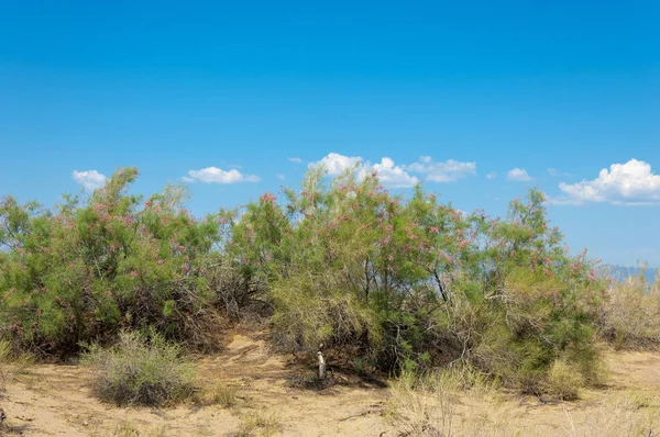 Steppe été. Sauver le Turgai. Lac dans le désert — Photo