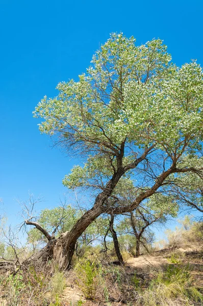 Verão de estepe. Turgai salva. Lago no deserto — Fotografia de Stock