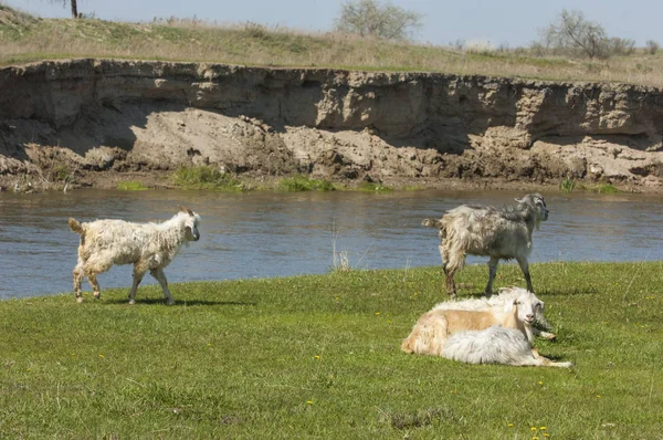 Goats grazing sheep near the river — Stock Photo, Image