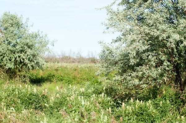 Στέπα, Λιβάδι, veldt, veld κοίτη πλημμυρών — Φωτογραφία Αρχείου