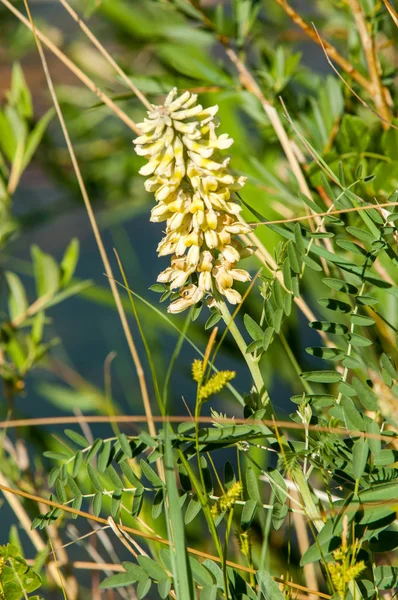 甘草糖 香草，甜的根茎菜。 作为一种泻药，以及 — 图库照片