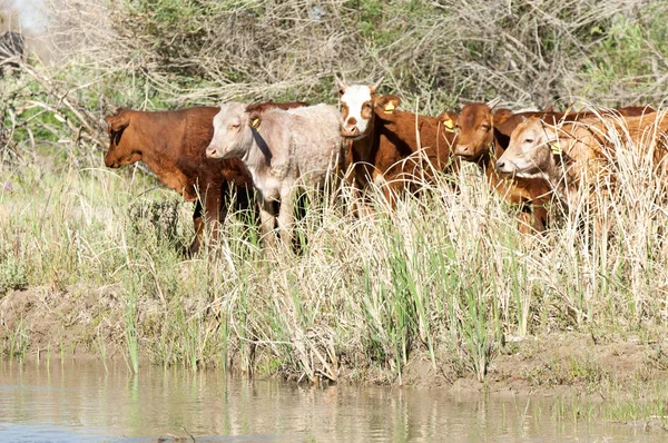 Steppe, cows on the river, Kazakhstan Bakanas. Ili — Stock Photo, Image