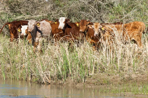 Steppe, cows on the river, Kazakhstan Bakanas. Ili — Stock Photo, Image