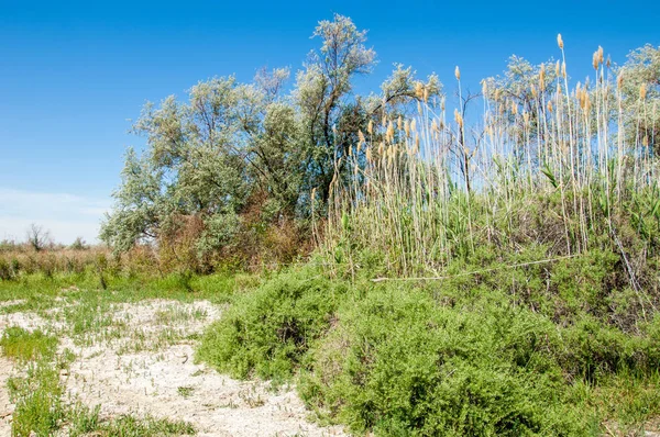 Steppe, prairie, veld, veldt. Le delta du fleuve Ili à Kaza — Photo