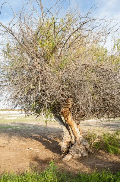 Steppe. Lonely tree. Saline. Treeless, poor moisture and general