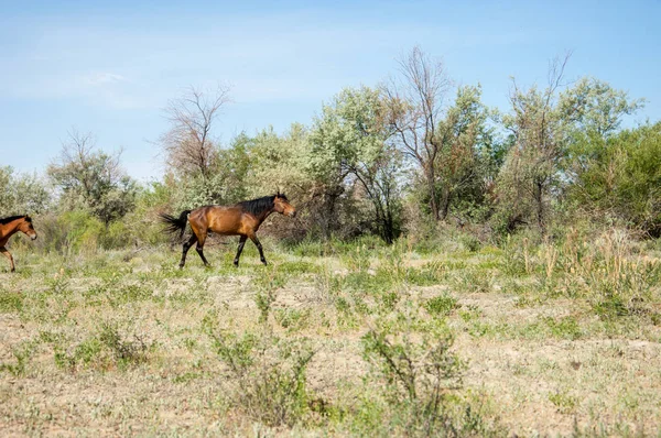 Steppe. horses in the steppe