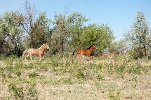 Steppe. horses in the steppe