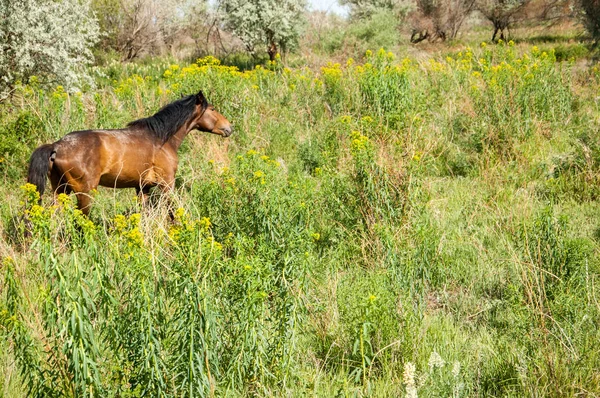 Steppe. Pferde in der Steppe — Stockfoto