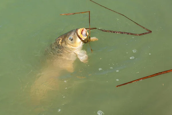 Peixe capturado em uma viagem de pesca, carpa — Fotografia de Stock