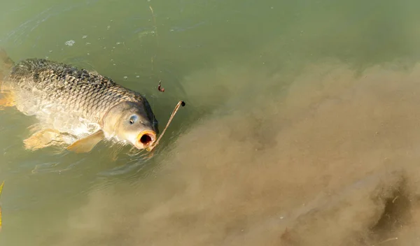 Fish caught on a fishing trip, carp — Stock Photo, Image