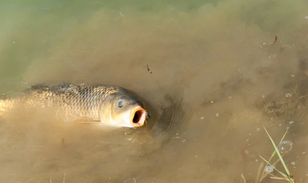 Peixe capturado em uma viagem de pesca, carpa — Fotografia de Stock