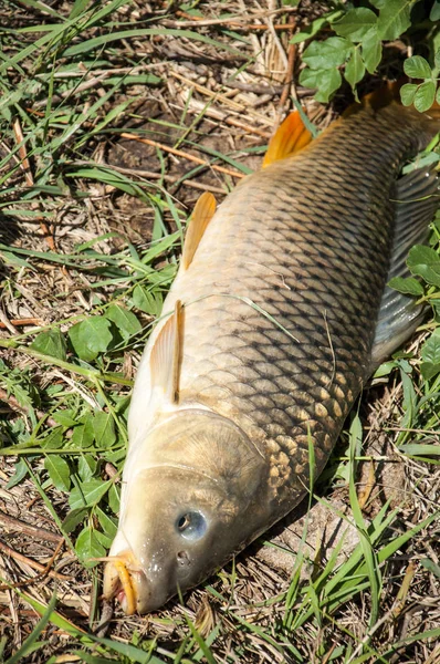 Peixe capturado em uma viagem de pesca, carpa — Fotografia de Stock