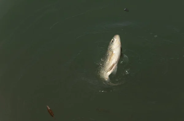 Poisson pêché lors d'un voyage de pêche, carpe — Photo