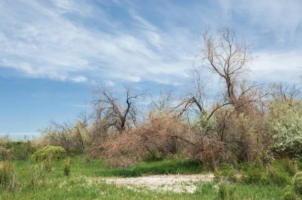 Steppe Début Printemps Nature Voyage — Photo