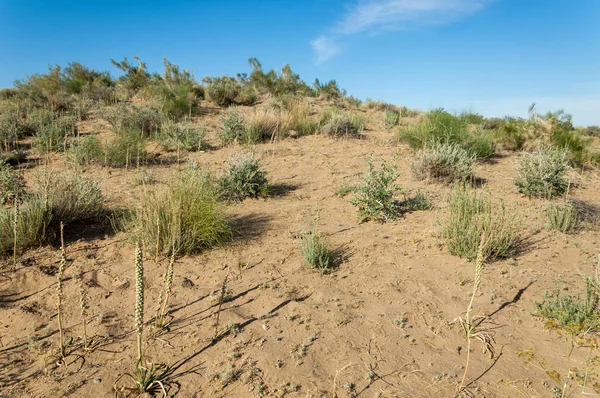 Areia de estepe. Primavera no deserto — Fotografia de Stock