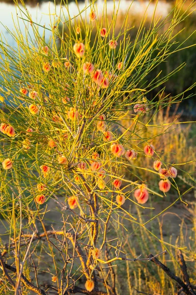 Kalligonum — Stockfoto