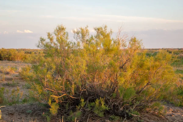 Steppe sable Kazakhstan. Printemps dans le désert. Le delta du I — Photo