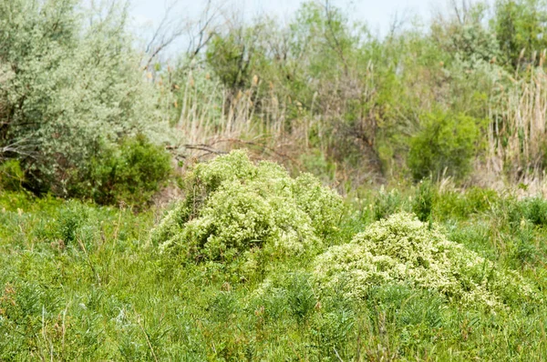 Stepowy piasek Kazachstan. Wiosna na pustyni. delta I — Zdjęcie stockowe