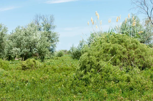 Steppe písek Kazachstán. Jaro v poušti. Delta of the I — Stock fotografie