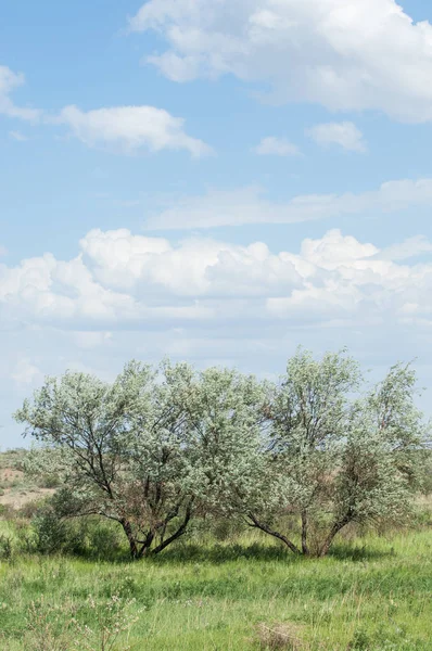 Steppe písek Kazachstán. Jaro v poušti. Delta of the I — Stock fotografie