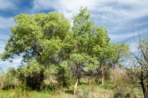 Steppe, Prärie, Veld, Veldt — Stockfoto