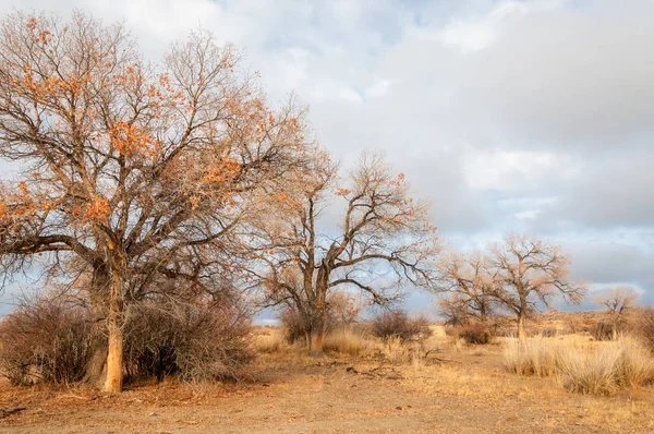 Près du désert. désert. steppe . — Photo