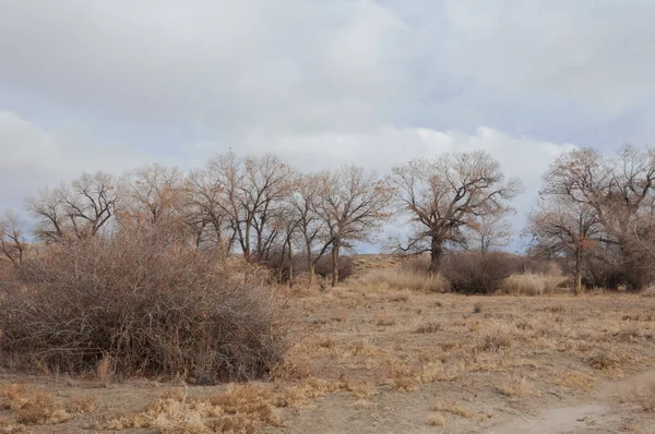 Steppe Début Printemps Nature Voyage — Photo