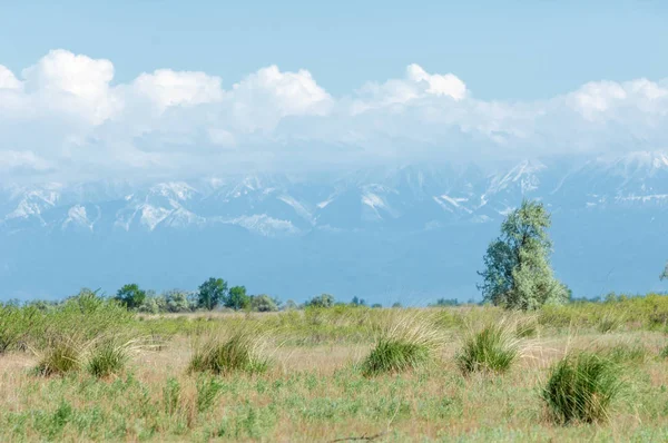 Steppe — Stockfoto