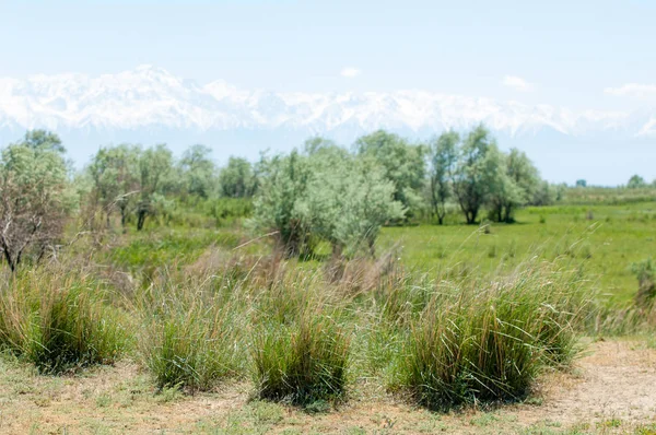 Steppe — Stock Photo, Image