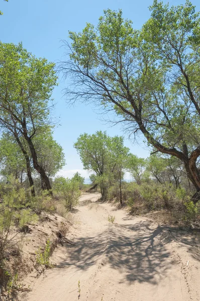 Verão de estepe. Turgai salva. Lago no deserto — Fotografia de Stock