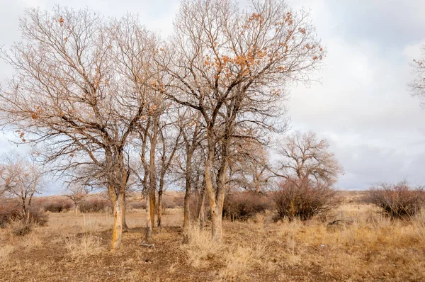 Near desert.  desert.  steppe. Stock Photo