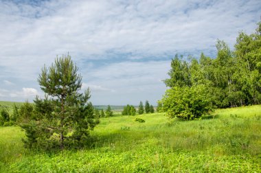 Yaz çayır. Genç ağaçlar. Huş ağacı ve çam