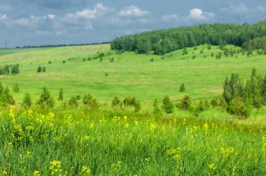 Yaz çayır. Genç ağaçlar. Huş ağacı ve çam
