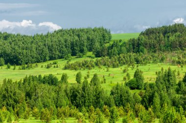 Yaz çayır. Genç ağaçlar. Huş ağacı ve çam