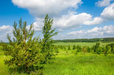 Yaz çayır. Genç ağaçlar. Huş ağacı ve çam