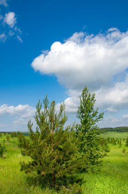 Yaz çayır. Genç ağaçlar. Huş ağacı ve çam