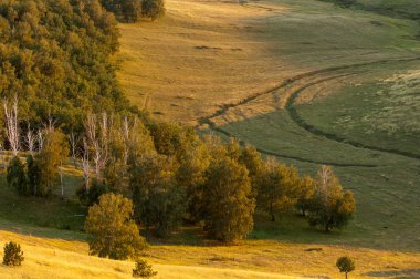 huş ağacı orman manzaralı dağ (gündoğumu gün batımında üzerinden